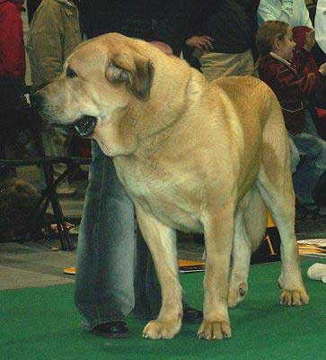 Sultan, Exc.4 - Champion Class Males - World Dog Show 2006, Poland
(Ordoño x Princes de Vega de Albares) 
Born: 28.03.2004
Breeder: Angel Sainz de la Maza
Owner: Hana Schmidtova
Keywords: sokol