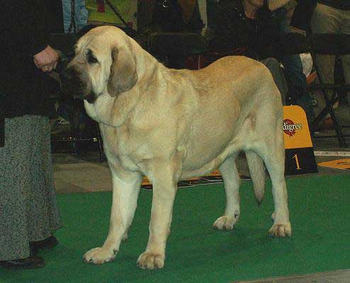 Amiza Zazi Bis Mastibe, Exc.1, Junior World Winner, Best Junior - Young Class Females - World Dog Show 2006 Poland
(Enamorado Ernesto Mastibe x Feya Mastibe) 
Born: 31.05.2005
Breeder & owner: Iva Jarova

Keywords: mastibe