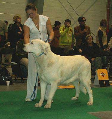 Motley House Emanuel Antonia, Young Class Females - World Dog Show 2006, Poland
(Antol Vlci Drap x Motley House Dolly) 
Born: 01.09.2005
Breeder: I. Egorova
Owner: M. A. Kamenskaya
