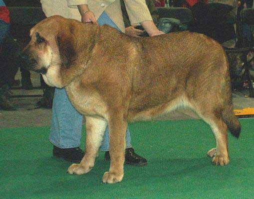 Hetty Tornado Erben, Young Class Females - World Dog Show 2006, Poland
(Druso de la Aljabara x Cassandra Tornado Erben) 
Born: 11.08.2005
Breeder: Lenka Erbenova
Owner: Marcel Kohout

