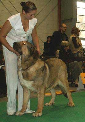 Motley House Faberge, Exc. 2 - Intermediate Class Females - World Dog Show 2006, Poland
(Antol Vlci Drap x Motley House Super Aunt) 
Born: 11.01.2005
Breeder & owner: I. Egorova

