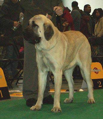 Gina Tornado Erben, Intermediate Class Females - World Dog Show 2006, Poland
(Denis Tornado Erben x Salma de Cueto Negro)
Born: 20.05.2005
Breeder: Lenka Erbenova
Owner: Søren Malm
Keywords: malm