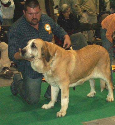 Adéla Bolero-Dudo, Exc. 2 Open Class Females - World Dog Show 2006, Poland
(Arak z Kraje Sokolu x Birget Espanol Arcita) 
Born: 26.02.2003
Breeder: Josef Dudo
Owner: Zsolt Breier

