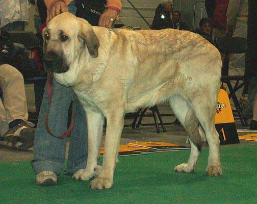 Eta Mastifland, Open Class Females - World Dog Show 2006, Poland
(Davidoff von Haus vom Steraldted x Ida Fi-It) 
Born: 07.10.2002
Breeder & owner: Anna Kornak
