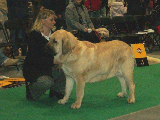 Feya Mastibe, Exc.1, CWC, CACIB, World Winner  - Champion Class Females - World Dog Show 2006, Poland
(Basil Mastifland x Connie Mastibe) 
Born: 08.05.2003
Breeder & owner: Iva Jarova

Keywords: mastibe