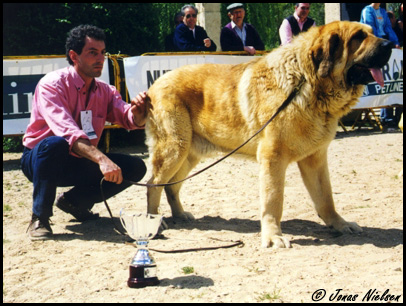 Hercules de las Cañadas - Open Class Males: Exc. 3 - Monográfica AEPME 1999
(Platón II de las Cañadas x Atenea de las Cañadas)
Born: 12-11-1996
Breeder & owner: Enrigue Fernández

Photo: Jonas Nielsen - © Copyright. 
Keywords: canadas 1999