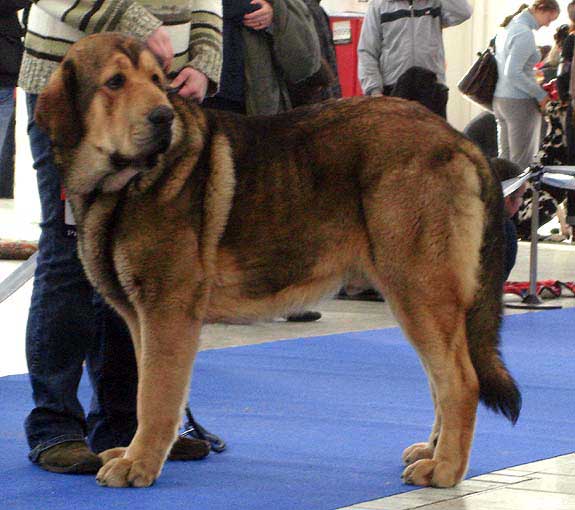 Argento Con Fundo: excellent 1, CAJC, BOB - Young Class Males, International Show, Brno, Czech Republic, 07-08.02.2009
(Basil Mastifland x Historia Tornado Erben)
Born: 25.02.2008

Photo: Iva Jarova, 'Mastibe' © Copyright
Keywords: 2009 confundo