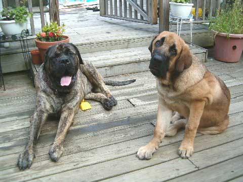 Brando and Pacino on the deck near the pool  - 4. August 2007
(Toro de Montes del Pardo X Isis de Montes del Pardo)   
Keywords: norma pacino tatyana deniro brando