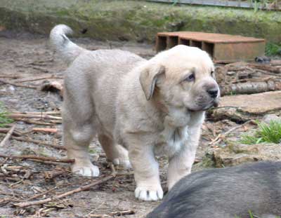 Puppy from Ablanera
(Moroco de Fuente Mimbre x Nena de Ablanera)  

Keywords: ablanera cachorro