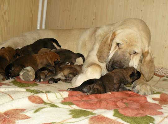 Lois Tornado Erben & her puppies born 29.10.2008
Druso de la Aljabara x Lois Tornado Erben
29.10.2008

Keywords: puppyczech tornado