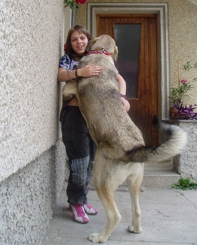 Lady Carla Tornado Erben, 8 months old with freind
Keywords: tornado