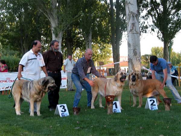 2ª Tita de Los Zumbos, 1ª Granda de Reciecho,  3ª Granda de Los Zumbos - Open Class Females/Clase Abierta Hembras, Villablino, Leon, 04.07.2004
 

Keywords: 2004