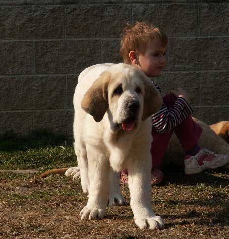 Amora, 11 weeks - born 07.01.2012
(Dali de la Aljabara X Uma Tornado Erben)

Keywords: ultramaxima