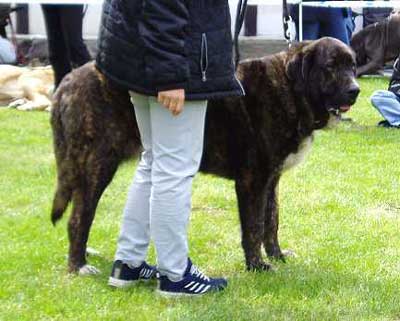 Andalucia Strazce Snu - 14 months - Young Class Females - Czech Club Show, Mlada Boleslav, Czech Republic 15.05.2004 
(Arcies Tornado Erben x Barosa Straznicky raj) 



Keywords: 2004