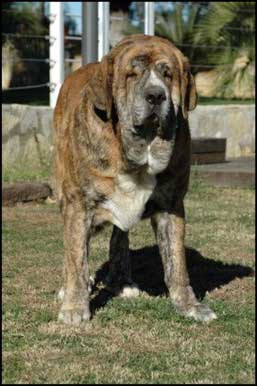 Armani del Agostadero - father of puppies born 05.01.2011
Kennel: "EL AGOSTADERO"
Breeder: Francisco Benito
Phone: 0034 656 49 55 11
Web: www.elagostadero.es
email: el_agostadero@yahoo.es

Sire: Armani del Agostadero
Dam: Doña Jimena del Agostadero
Males: 1
Females: 2
Date Born: 05.01.2011


Keywords: agostadero