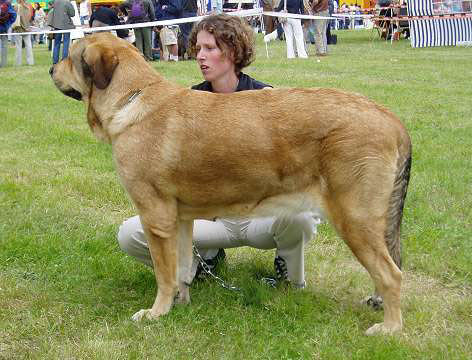 Astra Dobra Rasa - Champion Class Female - Exc. 1, CWC, res. CACIB - International Show, Kraków, Poland, 27.06.2004
(Kastor's Haus Burgos x Carina z Karolewka)
Born: 12-03-2001 
Owner: Joanna Turek

Keywords: 2004 fresu