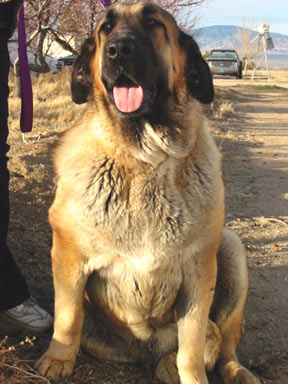 Atenea de la Valleja
Ch Caminante de Laciana x Mola de la Valleja


 

Keywords: tierraalta