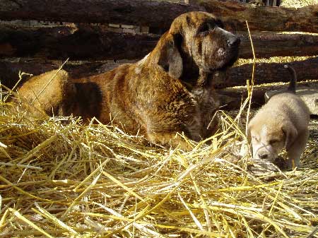 Daren z Kraje Sokolu & puppy Audrey z Polabskych Blat
Daren: (Alto del Grande Creta Lago x Aylen z Kraje Sokolu)
Audrey: (Ch. Sultan x Ch. Daren z Kraje Sokolu) - Born: 05.12.2006
Keywords: polabskych