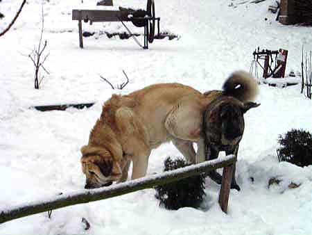 Basil Mastifland & Franchesca Mastibe
Keywords: mastibe snow nieve