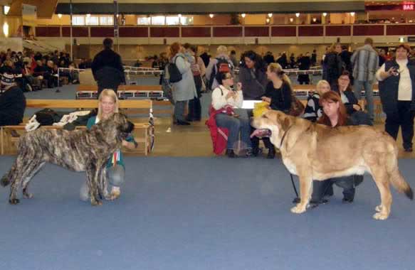 Julia Mastibe: Exc.1, FIN JUNIOR WINNER 08, Best Female 1, CAC, BOB & Muscular Magnifico Perro: Exc.1, FIN JUNIOR WINNER 08, Best Male 1, CAC, International Dog Show, Helsinki, Finland 2008  
Photo sent by Satu Isoräsy - Finland
Keywords: 2008