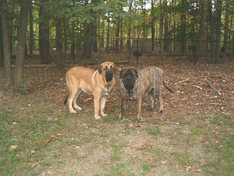 Pacino (Pacha de Montes del Pardo), 6.5 months old and Brando - 1. October 2007
(Toro de Montes del Pardo X Isis de Montes del Pardo)   
Keywords: norma pacino tatyana deniro brando