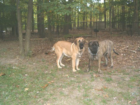 Pacino (Pacha de Montes del Pardo), 6.5 months old and Brando - 1. October 2007
(Toro de Montes del Pardo X Isis de Montes del Pardo)   
Keywords: norma pacino tatyana deniro brando