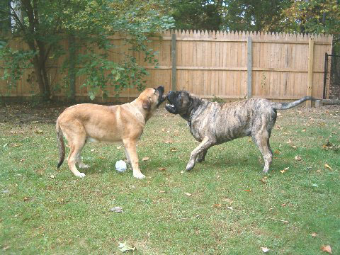 Pacino (Pacha de Montes del Pardo), 6.5 months old and Brando - 1. October 2007
(Toro de Montes del Pardo X Isis de Montes del Pardo)   
Keywords: norma pacino tatyana deniro brando