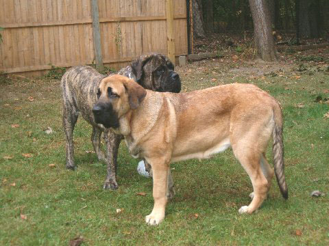 Brando and Pacino (Pacha de Montes del Pardo), 6.5 months old - 1. October 2007
(Toro de Montes del Pardo X Isis de Montes del Pardo)   
Keywords: norma pacino tatyana deniro brando