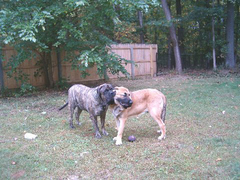 Brando and Pacino (Pacha de Montes del Pardo), 6.5 months old - 1. October 2007
(Toro de Montes del Pardo X Isis de Montes del Pardo)   
Keywords: norma pacino tatyana deniro brando