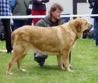 Baknaid z Kraje Sokolu - 2,5 years - Club winner - Open Class Females - Czech Club Show, Mlada Boleslav, Czech Republic 15.05.2004 
(Tocho de Valdejera x Ich. Diana Fi-It)



Keywords: 2004 sokol