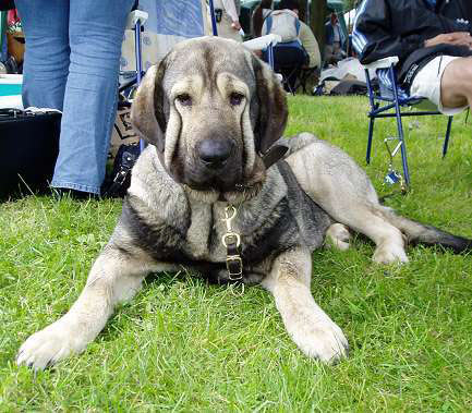 Bancia Dobra Rasa - Open Class Female - Exc. 1, CWC, Best Female, CACIB - International Show, Kraków, Poland, 27.06.2004
Basil Mastifland x Carina z Karolewska



Keywords: 2004 herbu