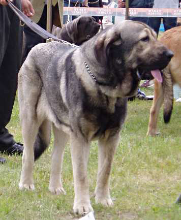 Bancia Dobra Rasa - Open Class Female - Exc. 1, CWC, Best Female, CACIB - International Show, Kraków, Poland, 27.06.2004
Keywords: 2004 herbu