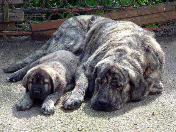 Barbara de la Ribera del Pas & mother Liana de Fuente Mimbre
Barbara: MOROCO DE FUENTE MIMBRE x LIANA DE FUENTE MIMBRE
Born: 19.04.2006 
Keywords: puppy cachorro