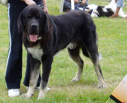 Baron Gold Mastif - Young Class Male - Very Good 1 - International Show, Kraków, Poland, 27.06.2004
Matador from Mr. Montfoort x mother from Mastifland


Keywords: 2004