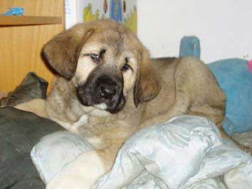 Becky  (Tornado Erben)
(Ch. Baskervil Mastibe x Jolana FI-IT) 
Born: 23-12-2004 
Breeder: Kennel Tornado Erben
Owned by Gert Pedersen  

Keywords: heavy puppy cachorro