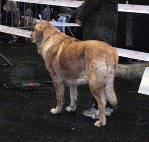 Viatka des Gardiens d'Eckmühl - 1 exc CAC CACIB BOB - International Show Bordeaux, France - 13.01.2008
Caballero de Hazas de Cesto X Tramontane Bella Don des Terres de Glenmore)
Born: 09.09.2004
Owner: Valerie Bassuel

Keywords: 2008