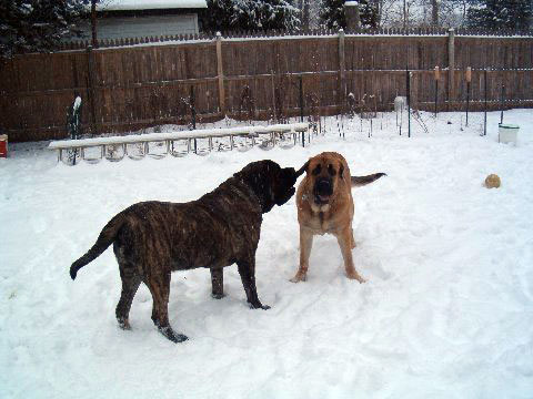 Brando & Pacino (Pacha de Montes del Pardo)  - 22. feb. 2008 
(Toro de Montes del Pardo X Isis de Montes del Pardo)    
Keywords: snow nieve norma pacino tatyana deniro brando