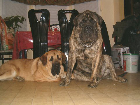 Pacino (Pacha de Montes del Pardo) & Brando - 22. feb. 2008 
(Toro de Montes del Pardo X Isis de Montes del Pardo)    
Keywords: norma pacino tatyana deniro brando