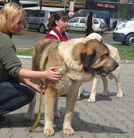 Abbigail z Polabskych Blat: Exc.1, CAC & Lois Tornado Erben: Exc.2, Res.CAC - Intermediate Class Females - International Show, Ceske Budejovice 20.04.2008
Abbigail : (Sultan x Daren z Kraje Sokolu)
Lois: (Basil Mastifland x Florita Maja Tornado Erben)

Photo added by: Iva Jarova
Keywords: 2008 polabskych