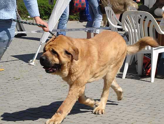 Denis Tornado Erben, Excellent 1, CAC, CACIB - Champion Class Males, Ceske Budejovice 22.04.2007
Keywords: 2007 tornado