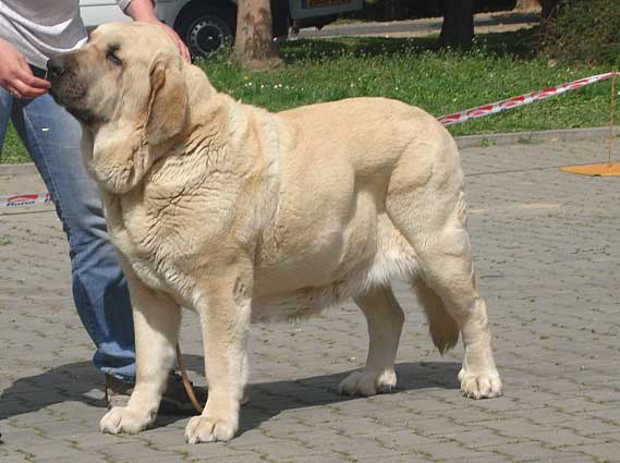 Feya Mastibe: Exc.1, CAC, CACIB, BOB - Champion Class Females - International Show, Ceske Budejovice 20.04.2008
(Basil Mastifland x Connie Mastibe) 

Photo added by: Iva Jarova
Keywords: 2008 mastibe