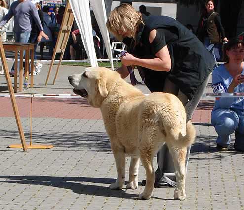 Gia z Kraje Sokolu, Very Good 2 - Young Class Females, Ceske budejovice 22.04.2007
Keywords: 2007 sokol