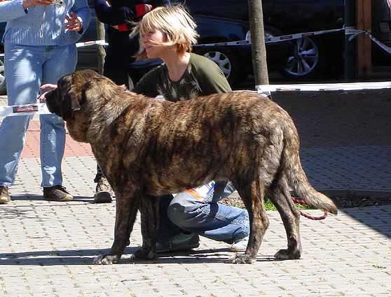 Graci Mastibe, Excellent 1, CAC, Res.CACIB - Open Class Females, Ceske Budejovice 22.04.2007
(Enamorado Ernesto Mastibe x Connie Mastibe) 
Born: 16.07.2004

Keywords: 2007 mastes mastibe