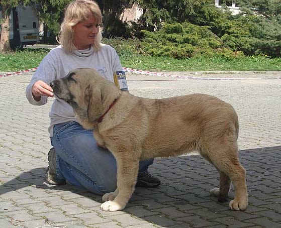 Joko Mastibe: Very Promising 1 - Baby Class Females - International Show Ceske Budejovice 20.04.2008
(Basil Mastifland x Goya Mastibe)

Photo added by: Iva Jarova
Keywords: 2008 mastibe