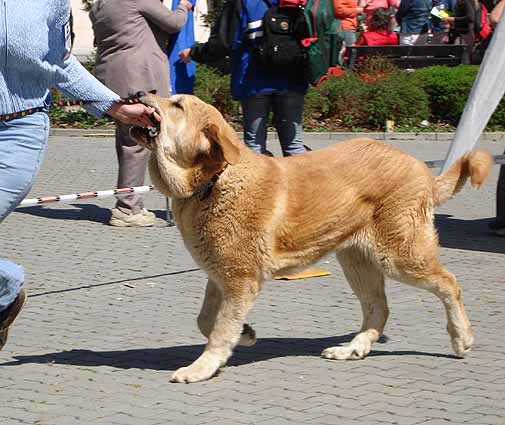 Jorgito Tornado Erben, Excellent 3 - Young Class Males, Ceske Budejovice 22.04.2007
(Druso de la Aljabara x Ch. Cassandra Tornado Erben)
Born: 26.06.2006 
Keywords: 2007 tornado