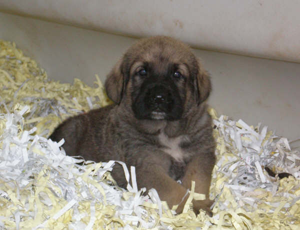 Cachorro de Lagartijo x Tizona - 1 mes
Lagartijo de la Valleja x Tizona 
25.08.2007  
Keywords: puppyspain puppy camada