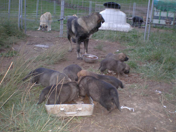 Cachorros de Lagartijo x Tizona - 1 mes
Julio César González Gutiérrez (La Ribera del Pas)
Cantábria, Spain 
(0034) Tef: 942 59 81 38 - Móvil: 666 78 68 28
[url=http://www.mastines.es/] WEB [/url] - E-mail: lariberadelpas@hotmail.com

[url=http://www.mastininfo.com/photos/puppies/2007/Ribera/Lagartijo.jpg] Lagartijo de la Valleja [/url] x [url=http://www.mastininfo.com/photos/puppies/2007/Ribera/Tizona.jpg] Tizona [/url] 
25.08.2007   
Males - Machos: 4 
Females - Hembras: 3
Keywords: litters camadas ribera del pas