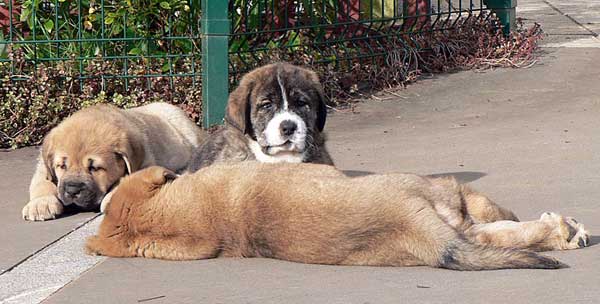 Puppies from Ablanera - 45 days old
(Llanero de Ablanera x Telva) 
Kľúčové slová: angel puppyspain puppy cachorro