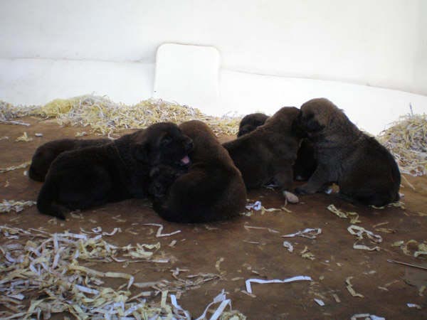 Puppies from Ribera del Pas - Lagartijo x Tizona con 17 días
Lagartijo de la Valleja x Tizona 
25.08.2007  
Keywords: puppyspain puppy camada