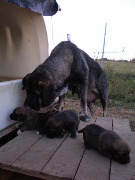 Tizona and her puppies - 17 días
Lagartijo de la Valleja x Tizona 
25.08.2007  
Keywords: puppyspain puppy camada